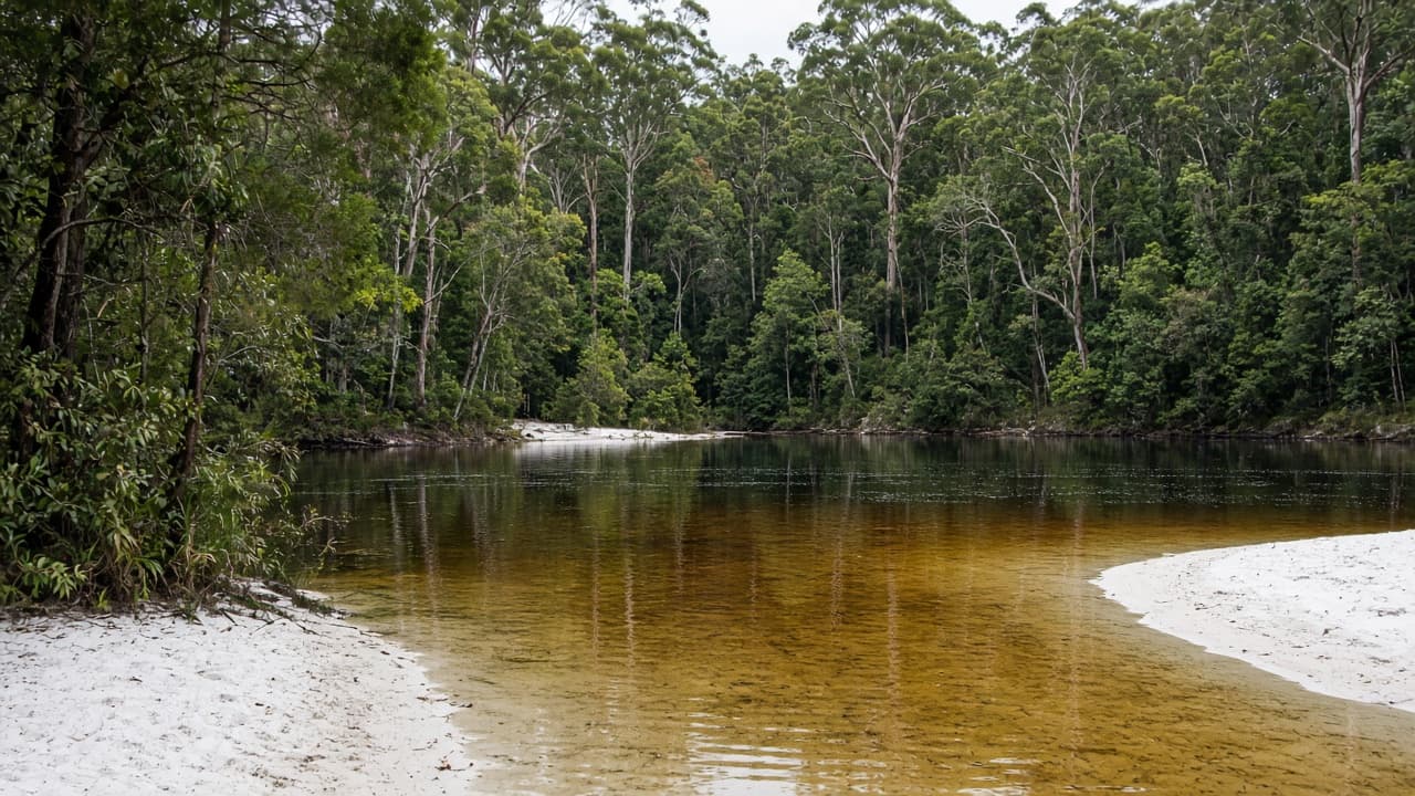 Amber perched lake on white silica sand fringed by island rainforest.