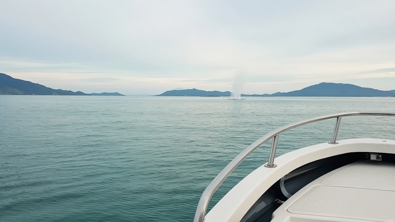 Calm bay water from a whale-watching boat looking toward open water.